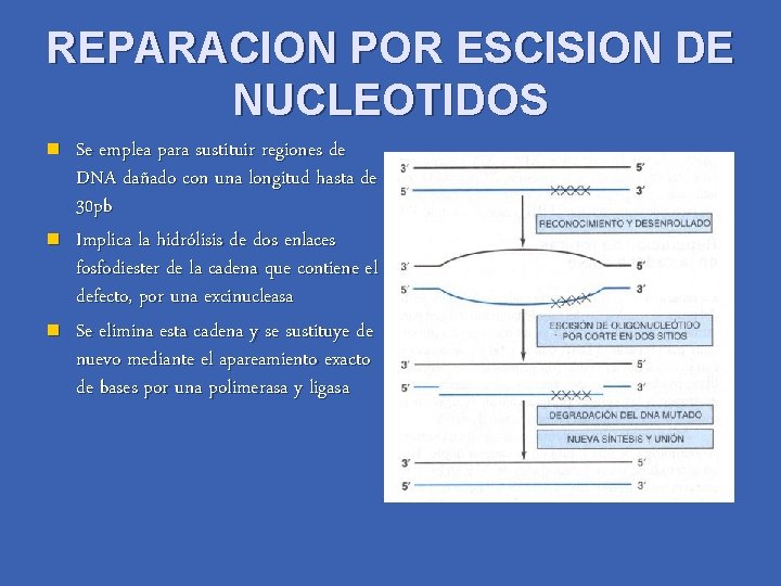 REPARACION POR ESCISION DE NUCLEOTIDOS n n n Se emplea para sustituir regiones de