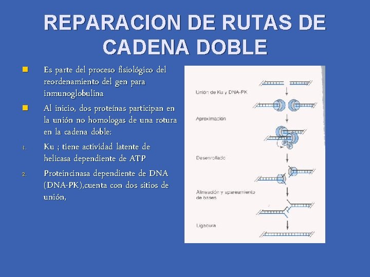 REPARACION DE RUTAS DE CADENA DOBLE n n 1. 2. Es parte del proceso