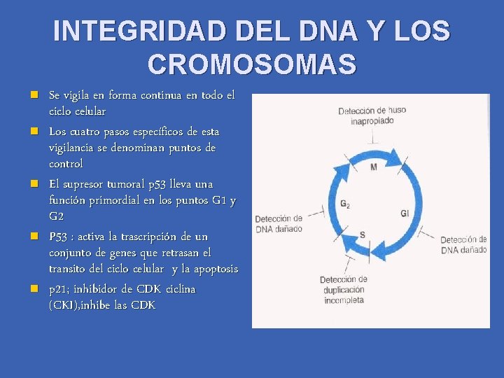 INTEGRIDAD DEL DNA Y LOS CROMOSOMAS n n n Se vigila en forma continua