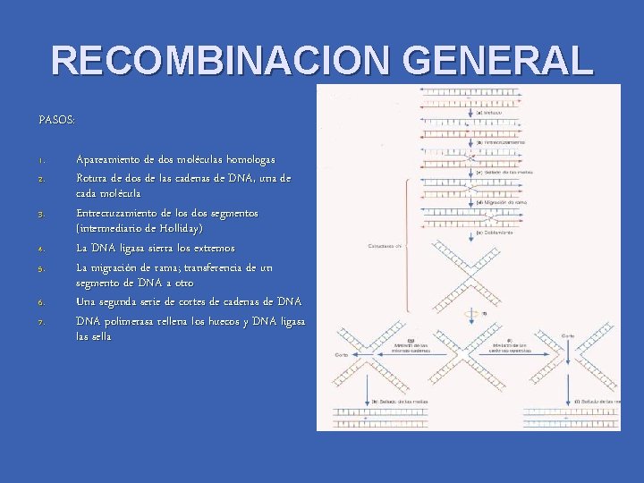 RECOMBINACION GENERAL PASOS: 1. 2. 3. 4. 5. 6. 7. Apareamiento de dos moléculas
