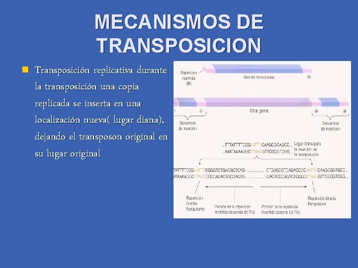 MECANISMOS DE TRANSPOSICION n Transposición replicativa durante la transposición una copia replicada se inserta