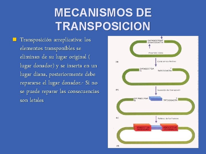 MECANISMOS DE TRANSPOSICION n Transposición arreplicativa: los elementos transponibles se eliminan de su lugar