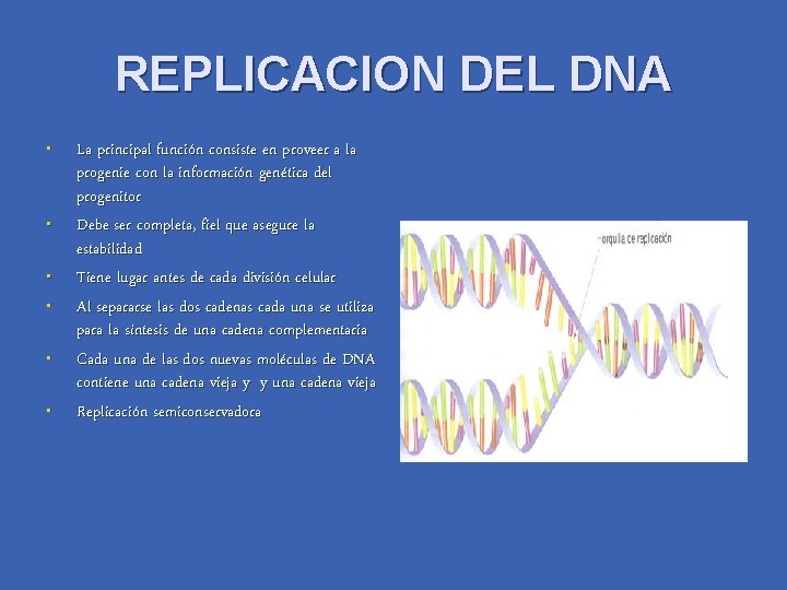 REPLICACION DEL DNA • • • La principal función consiste en proveer a la