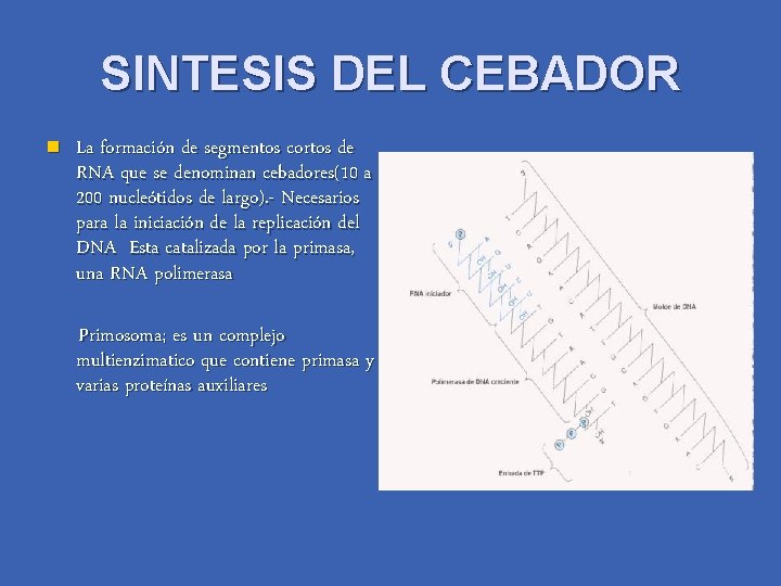 SINTESIS DEL CEBADOR n La formación de segmentos cortos de RNA que se denominan