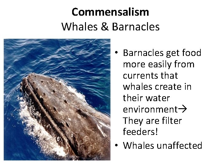 Commensalism Whales & Barnacles • Barnacles get food more easily from currents that whales