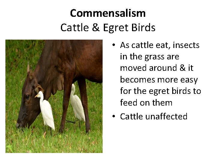 Commensalism Cattle & Egret Birds • As cattle eat, insects in the grass are