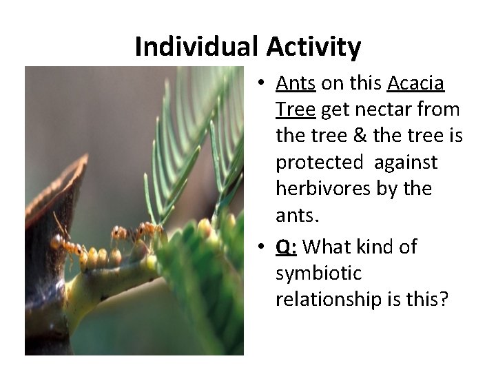 Individual Activity • Ants on this Acacia Tree get nectar from the tree &