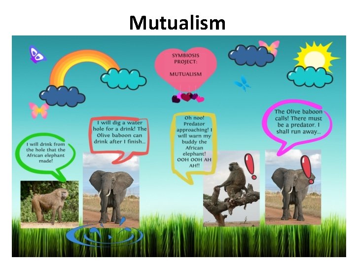 Mutualism 