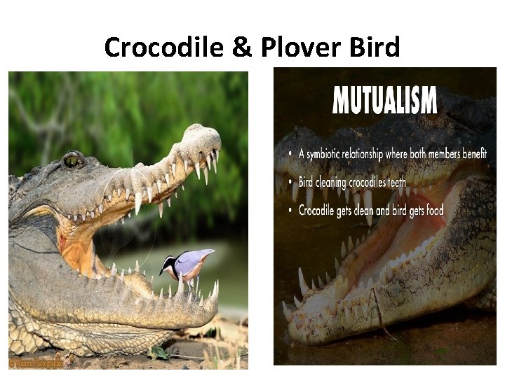 Crocodile & Plover Bird 
