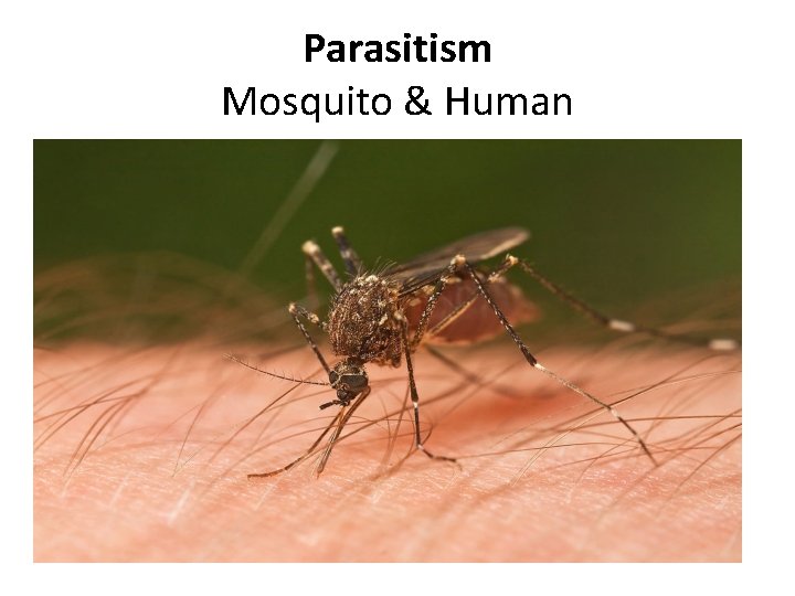 Parasitism Mosquito & Human 