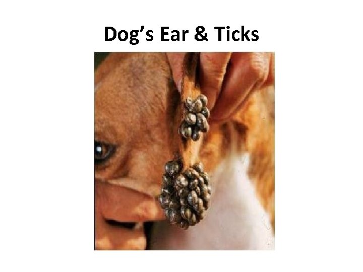 Dog’s Ear & Ticks 