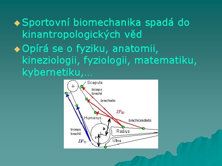 u Sportovní biomechanika spadá do kinantropologických věd u Opírá se o fyziku, anatomii, kineziologii,