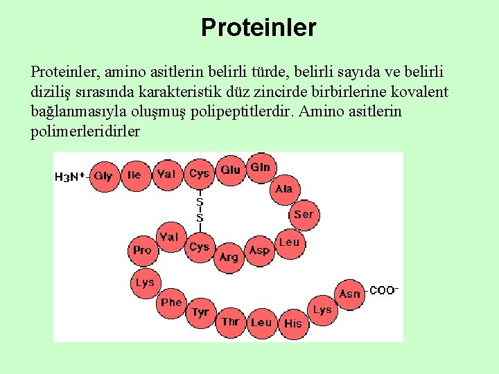Proteinler, amino asitlerin belirli türde, belirli sayıda ve belirli diziliş sırasında karakteristik düz zincirde