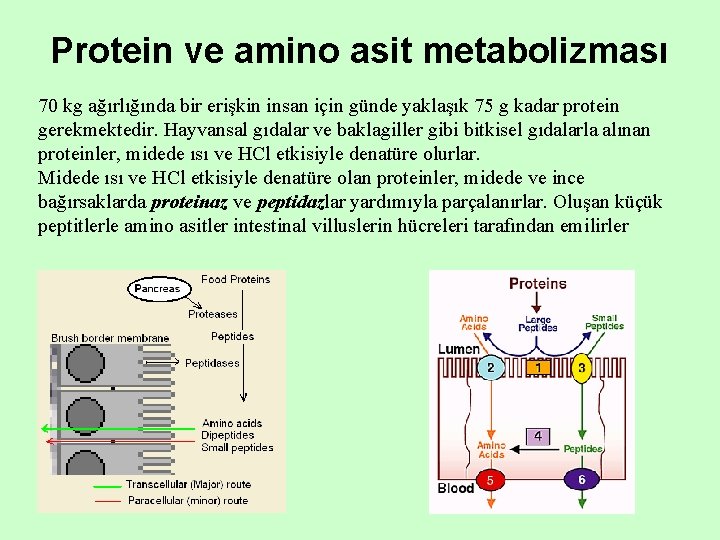 Protein ve amino asit metabolizması 70 kg ağırlığında bir erişkin insan için günde yaklaşık