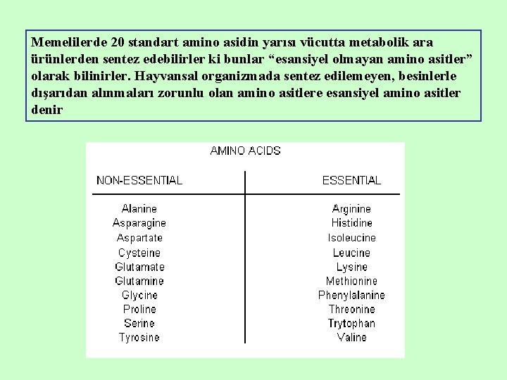 Memelilerde 20 standart amino asidin yarısı vücutta metabolik ara ürünlerden sentez edebilirler ki bunlar