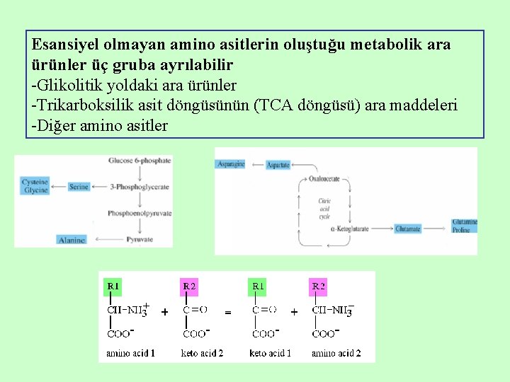 Esansiyel olmayan amino asitlerin oluştuğu metabolik ara ürünler üç gruba ayrılabilir -Glikolitik yoldaki ara