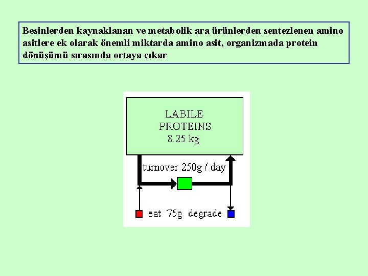 Besinlerden kaynaklanan ve metabolik ara ürünlerden sentezlenen amino asitlere ek olarak önemli miktarda amino