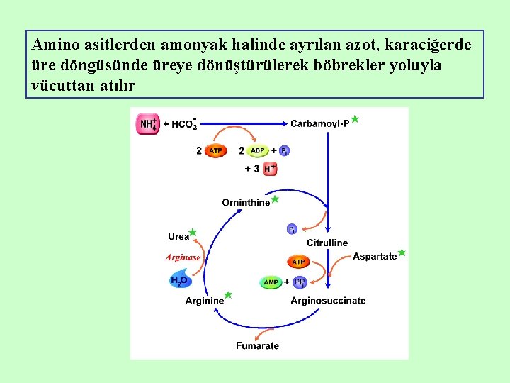 Amino asitlerden amonyak halinde ayrılan azot, karaciğerde üre döngüsünde üreye dönüştürülerek böbrekler yoluyla vücuttan