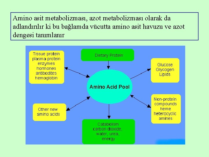 Amino asit metabolizması, azot metabolizması olarak da adlandırılır ki bu bağlamda vücutta amino asit