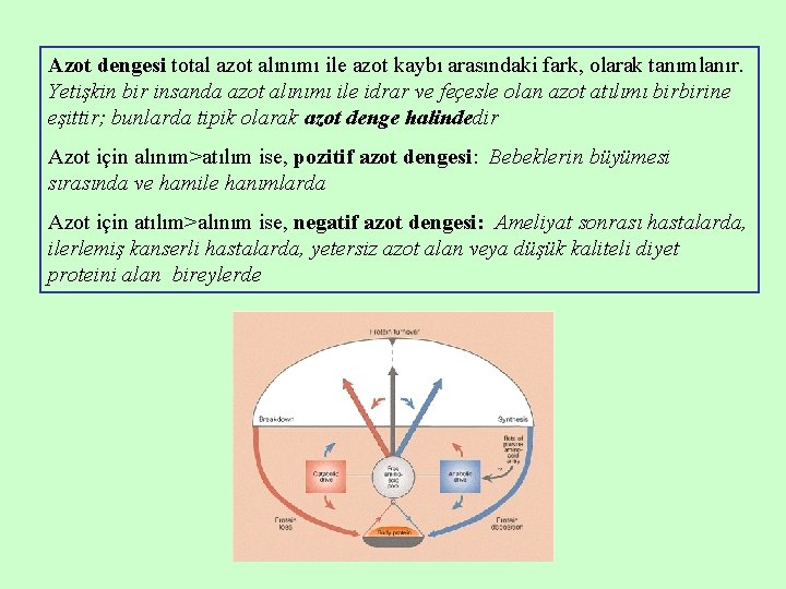 Azot dengesi total azot alınımı ile azot kaybı arasındaki fark, olarak tanımlanır. Yetişkin bir