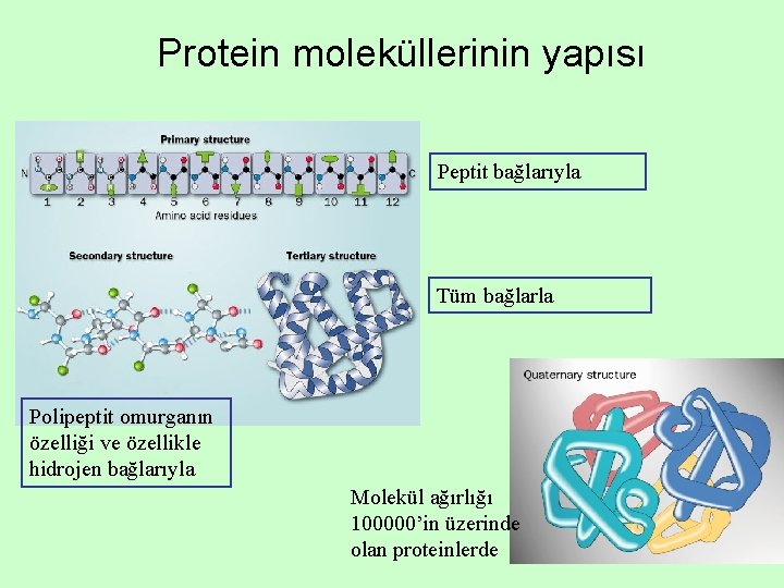 Protein moleküllerinin yapısı Peptit bağlarıyla Tüm bağlarla Polipeptit omurganın özelliği ve özellikle hidrojen bağlarıyla