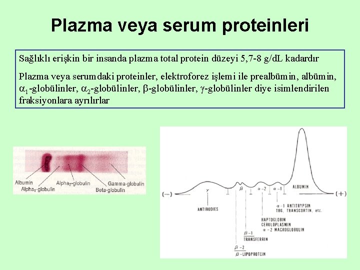 Plazma veya serum proteinleri Sağlıklı erişkin bir insanda plazma total protein düzeyi 5, 7