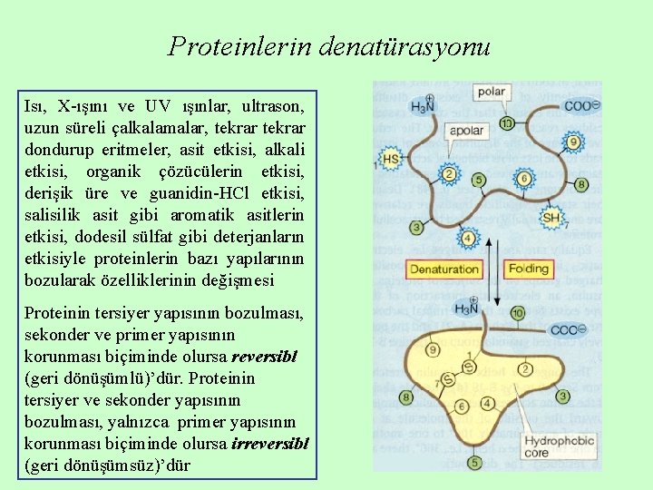 Proteinlerin denatürasyonu Isı, X-ışını ve UV ışınlar, ultrason, uzun süreli çalkalamalar, tekrar dondurup eritmeler,