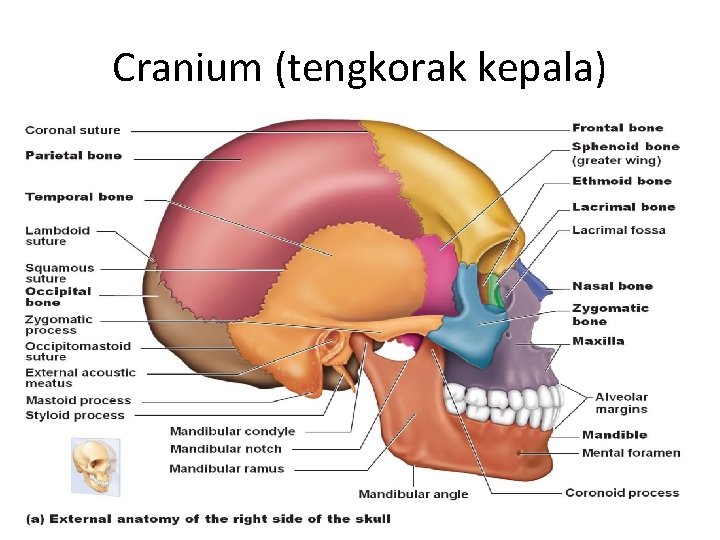 Cranium (tengkorak kepala) • gambar 