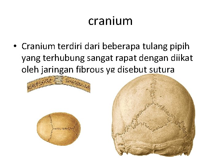 cranium • Cranium terdiri dari beberapa tulang pipih yang terhubung sangat rapat dengan diikat
