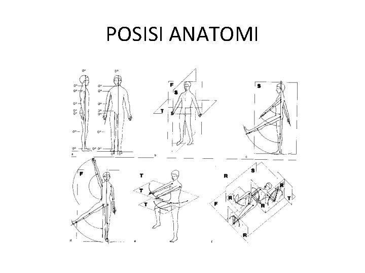 POSISI ANATOMI 