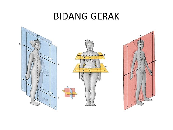 BIDANG GERAK 