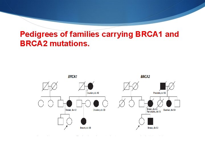  Pedigrees of families carrying BRCA 1 and BRCA 2 mutations. 