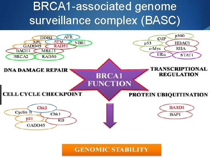 BRCA 1 -associated genome surveillance complex (BASC) 