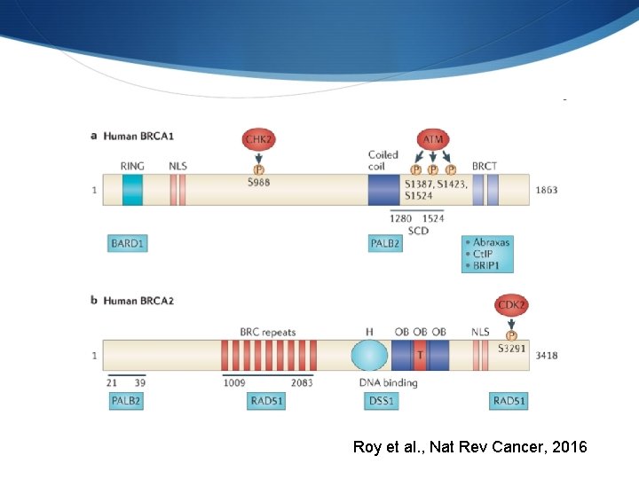 Roy et al. , Nat Rev Cancer, 2016 