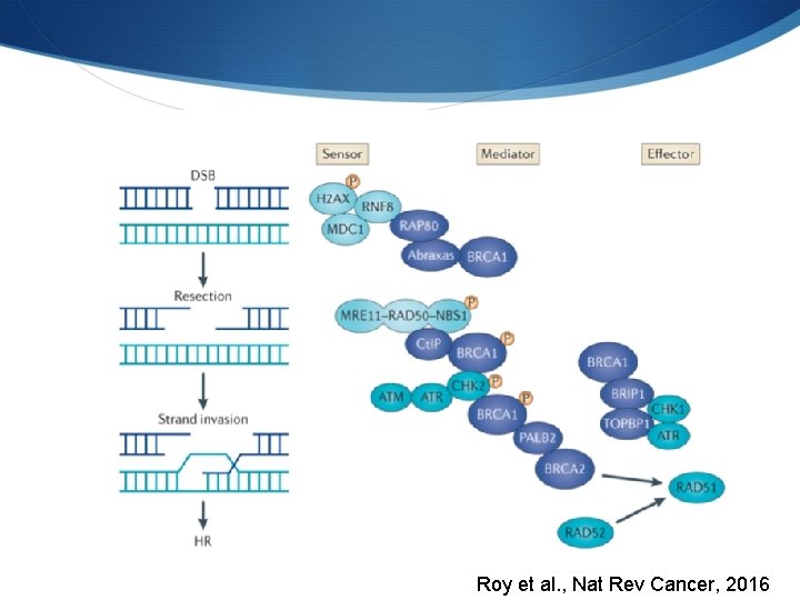 Roy et al. , Nat Rev Cancer, 2016 