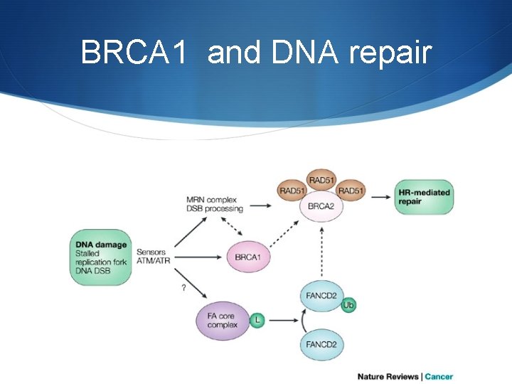 BRCA 1 and DNA repair 