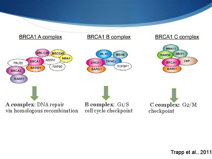 A complex: DNA repair via homologous recombination B complex: G 1/S cell cycle checkpoint