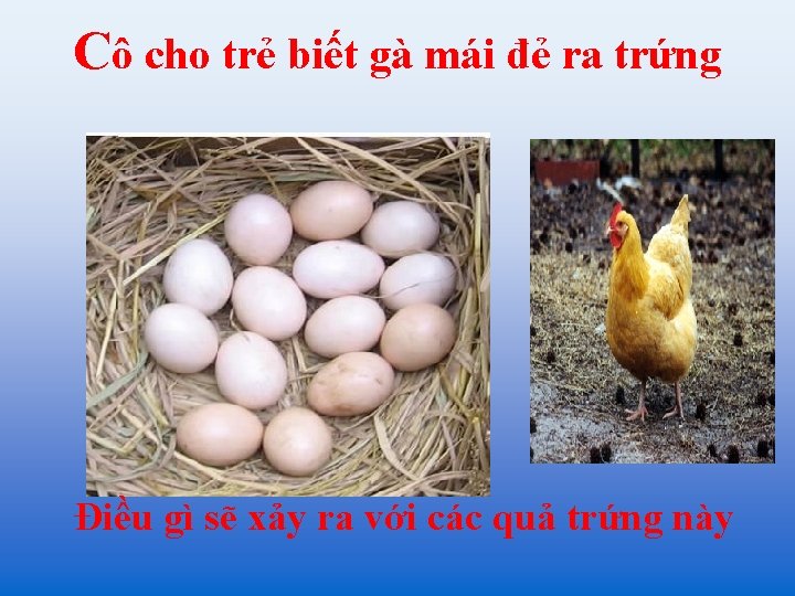 Cô cho trẻ biết gà mái đẻ ra trứng Điều gì sẽ xảy ra