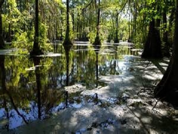 Great Dismal Swamp – Bordering NC and Virginia, this swamp is very rare for