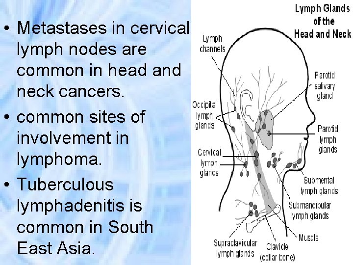  • Metastases in cervical lymph nodes are common in head and neck cancers.