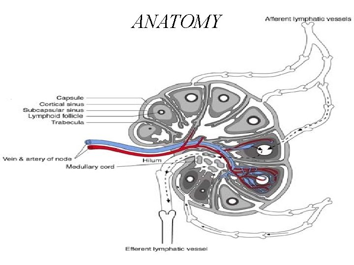 ANATOMY 