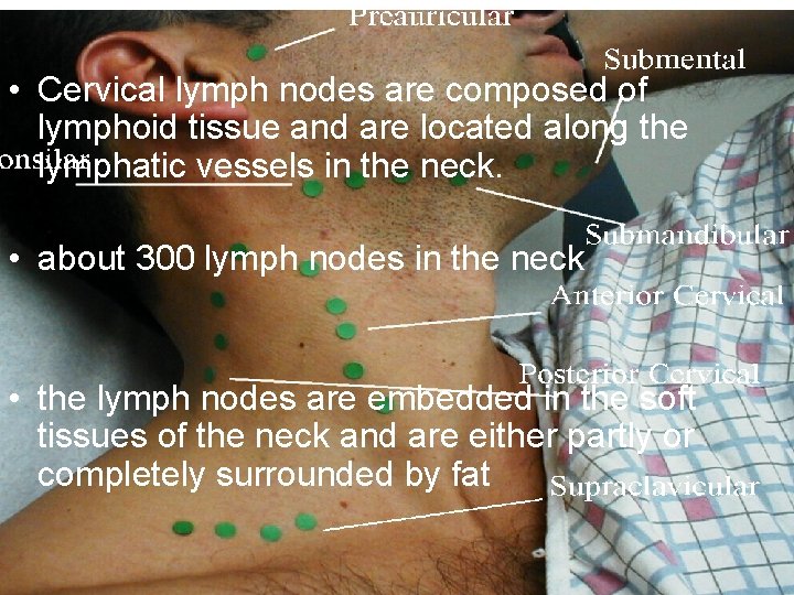  • Cervical lymph nodes are composed of lymphoid tissue and are located along