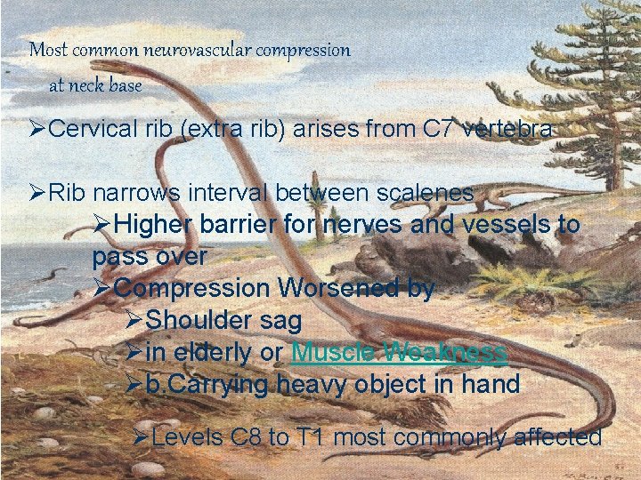 Most common neurovascular compression at neck base ØCervical rib (extra rib) arises from C