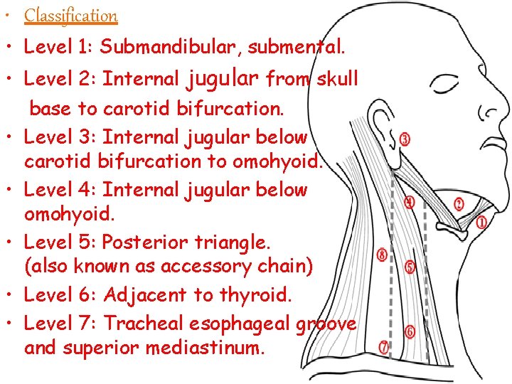  • Classification • Level 1: Submandibular, submental. • Level 2: Internal jugular from