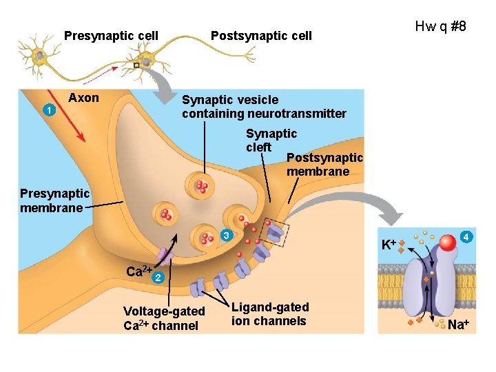 Presynaptic cell Axon Hw q #8 Postsynaptic cell Synaptic vesicle containing neurotransmitter 1 Synaptic