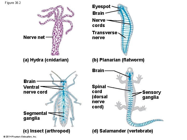 Figure 38. 2 Eyespot Brain Nerve cords Nerve net Transverse nerve (a) Hydra (cnidarian)