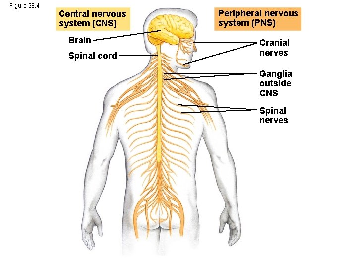 Figure 38. 4 Central nervous system (CNS) Brain Spinal cord Peripheral nervous system (PNS)