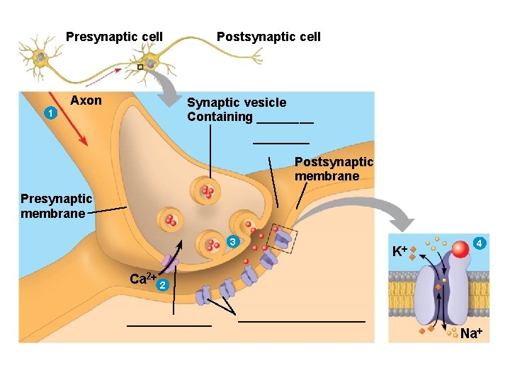 Presynaptic cell Axon Postsynaptic cell Synaptic vesicle Containing ____ 1 ____ Postsynaptic membrane Presynaptic