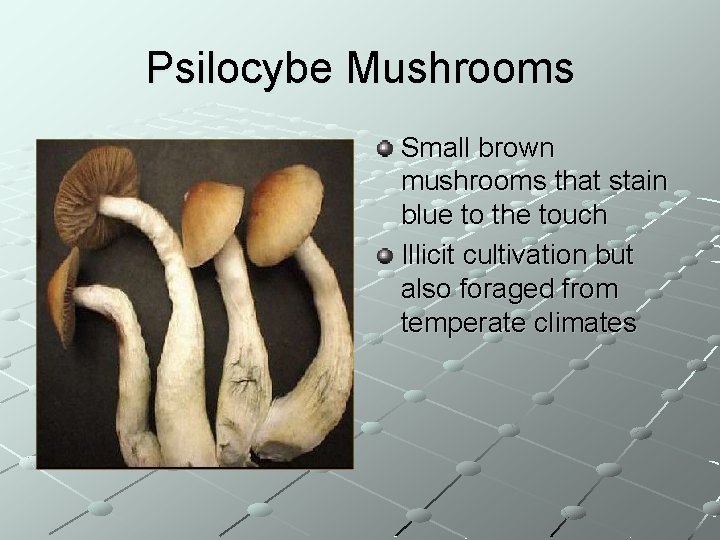 Psilocybe Mushrooms Small brown mushrooms that stain blue to the touch Illicit cultivation but