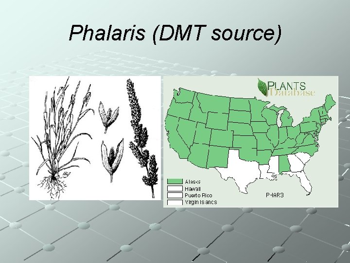 Phalaris (DMT source) 